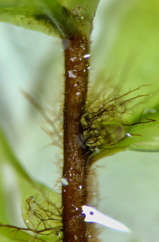 Pseudobryum cinclidioides